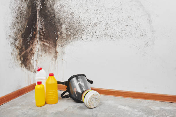 Professional Mold Removal in Beverly, OH