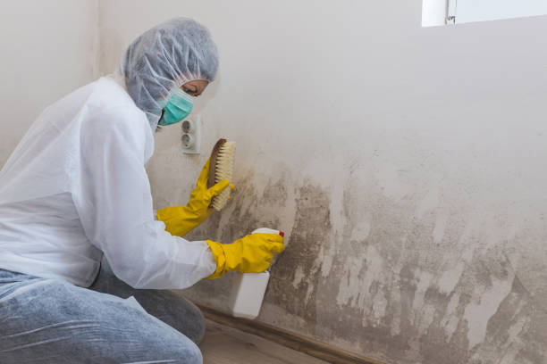 Best Local Mold Removal Service  in Beverly, OH