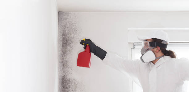 Best Attic Mold Removal  in Beverly, OH