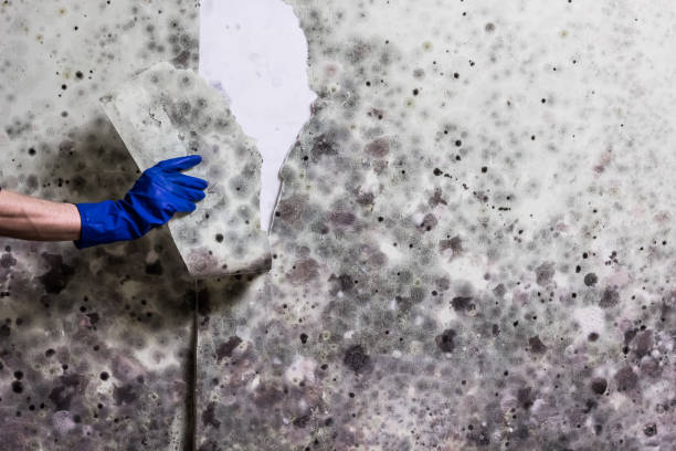 Best Toxic Mold Removal  in Beverly, OH