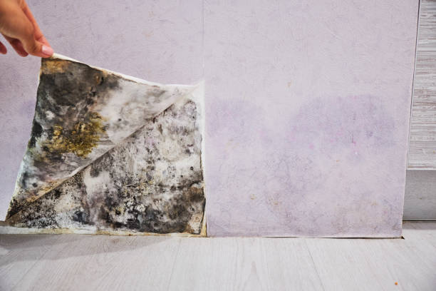 Best Fast Mold Removal  in Beverly, OH